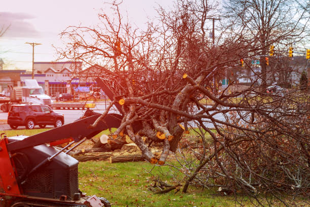How Our Tree Care Process Works  in  Dansville, NY