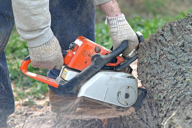 Best Tree Mulching  in Dansville, NY