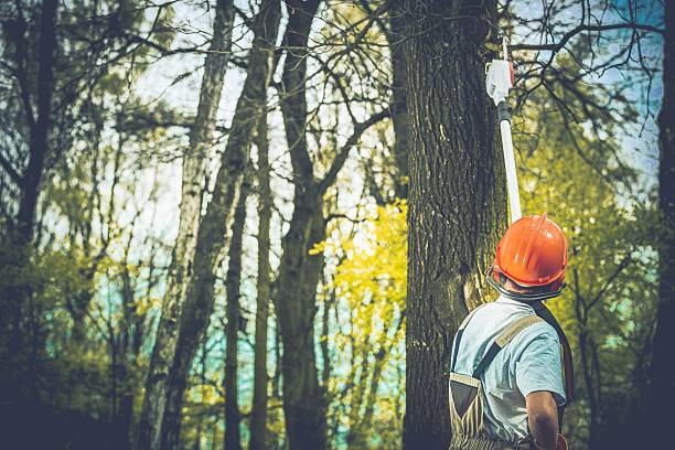 Trusted Dansville, NY Tree Care Experts